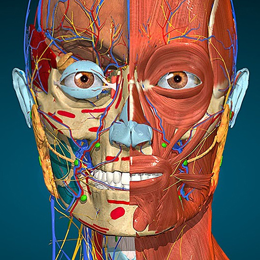 Anatomy Learning - 3D Anatomy Mod